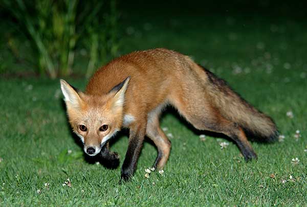 alarm beams set high avoid false alarms from animals