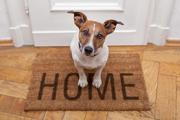 Pet friendly intruder alarms