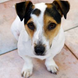 pets1361294435 Pet friendly intruder alarms