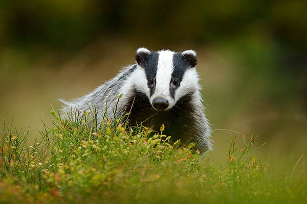 badgers and foxes can set off perimeter alarms which are set too low